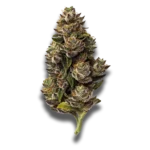 Medizinisches Cannabis